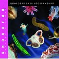 Биология (микрофотографии). Цифровая база изображений Биология (микрофотографии). Цифровая база изображений