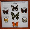 Коллекция энтомологическая "Семейство бабочек"