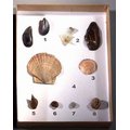 Коллекция "Раковины моллюсков"