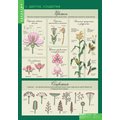 Комплект таблиц "Биология 6 класс Растения, грибы, лишайники" (14 шт.)