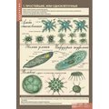Комплект таблиц "Биология 7 класс Животные" (12 шт.)