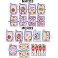 Модель-аппликация "Деление клетки. Митоз и мейоз"