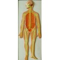 Модель барельефная "Нервная система человека"