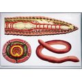 Модель барельефная "Внутреннее строение дождевого червя"