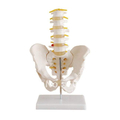 Модель по анатомии Таз с 5-ю позвонками XC-115