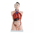 Модель по анатомии Торс чел. 85 см 19 частей мужск