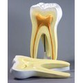 Модель "Строение зуба"