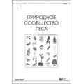 Природное сообщество леса. Методические рекомендации