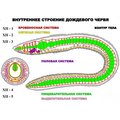 "Внутреннее строение дождевого червя" (5 листов) серия фолий