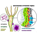 "Внутреннее строение гидры"  (4 листа) серия фолий