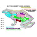 "Внутреннее строение лягушки" (4 листа) "Внутреннее строение лягушки" (4 листа)