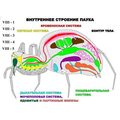 "Внутреннее строение паука" (5 листов) серия фолий
