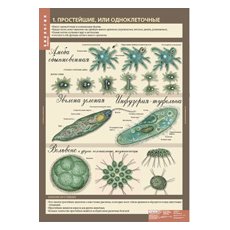 БИОЛОГИЯ 7 кл. Животные.