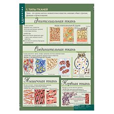 БИОЛОГИЯ 8-9 кл. Человек.