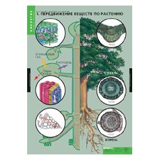 БИОЛОГИЯ Растение - живой организм.