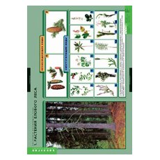 БИОЛОГИЯ Растения и окружающая среда