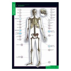 БИОЛОГИЯ Строение тела человека