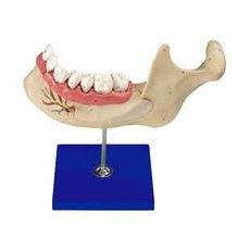 Челюсть человека