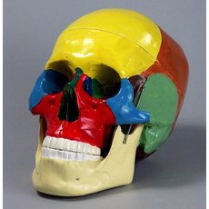 Череп человека раскрашенный