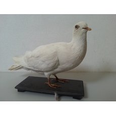 Чучело голубя