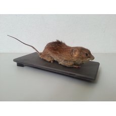 Чучело крысы