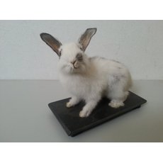 Чучело кролика