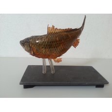 Чучело рыбы