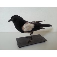 Чучело сороки