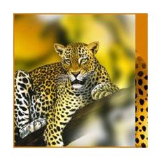 Цифровая база изображений. Зоология