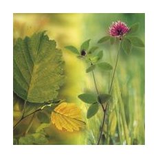 Цифровые атласы-определители растений средней полосы России. Травы. Деревья