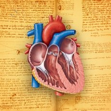 Цифровой атлас школьника. Анатомия