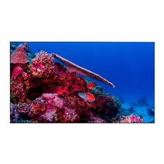 Дисплей для видеостен Eliteboard BB495FCBED