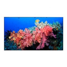 Дисплей для видеостен Eliteboard BB555FCBED