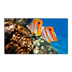 Дисплей для видеостен Eliteboard BB555FFBED