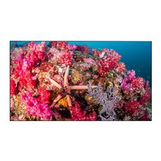 Дисплей для видеостен Eliteboard BB558FCBED