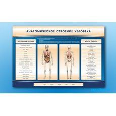 Электрифицированный стенд-тренажер c макетом скелета "Анатомическое строение человека"
