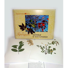 Гербарий "Деревья и кустарники" (20 видов) формат А-3
