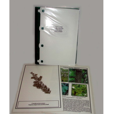 Гербарий "Эволюция высших растений" (лам.) формат А-4