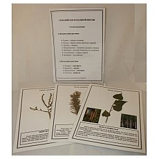Гербарий к курсу основ общей биологии (20 листов) (лам.) формат А-4
