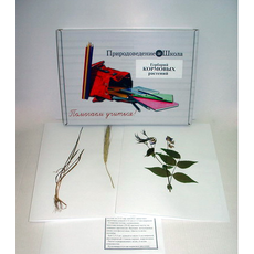 Гербарий "Кормовые растения" (20 видов) формат А-3