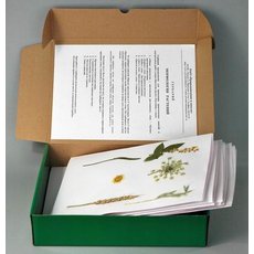 Гербарий "Морфология растений" (5 тем х 3 листа) формат А-3