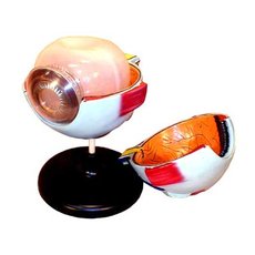 Глаз человека (лабораторная)