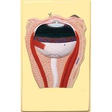 Глаз. Строение