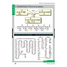 ХИМИЯ Белки и нуклеиновые кислоты