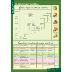 К-т таблиц Биология. 10-11 классы. Эволюционное учение 10 таблиц