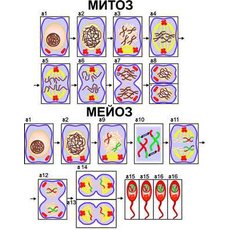 К-т таблиц Модель-аппликация "Деление клетки. Митоз. Мейоз" (26 карточек с магнитным креплением+мет) 18 ламинированных карточек с магнитными креплениями