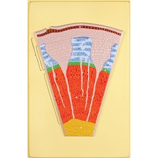 Клеточное строение стебля