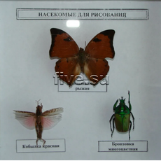 Коллекция энтомологическая "Насекомые для рисования"