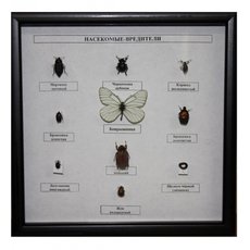 Коллекция энтомологическая "Насекомые вредители"