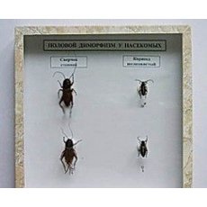 Коллекция энтомологическая "Половой диморфизм"
